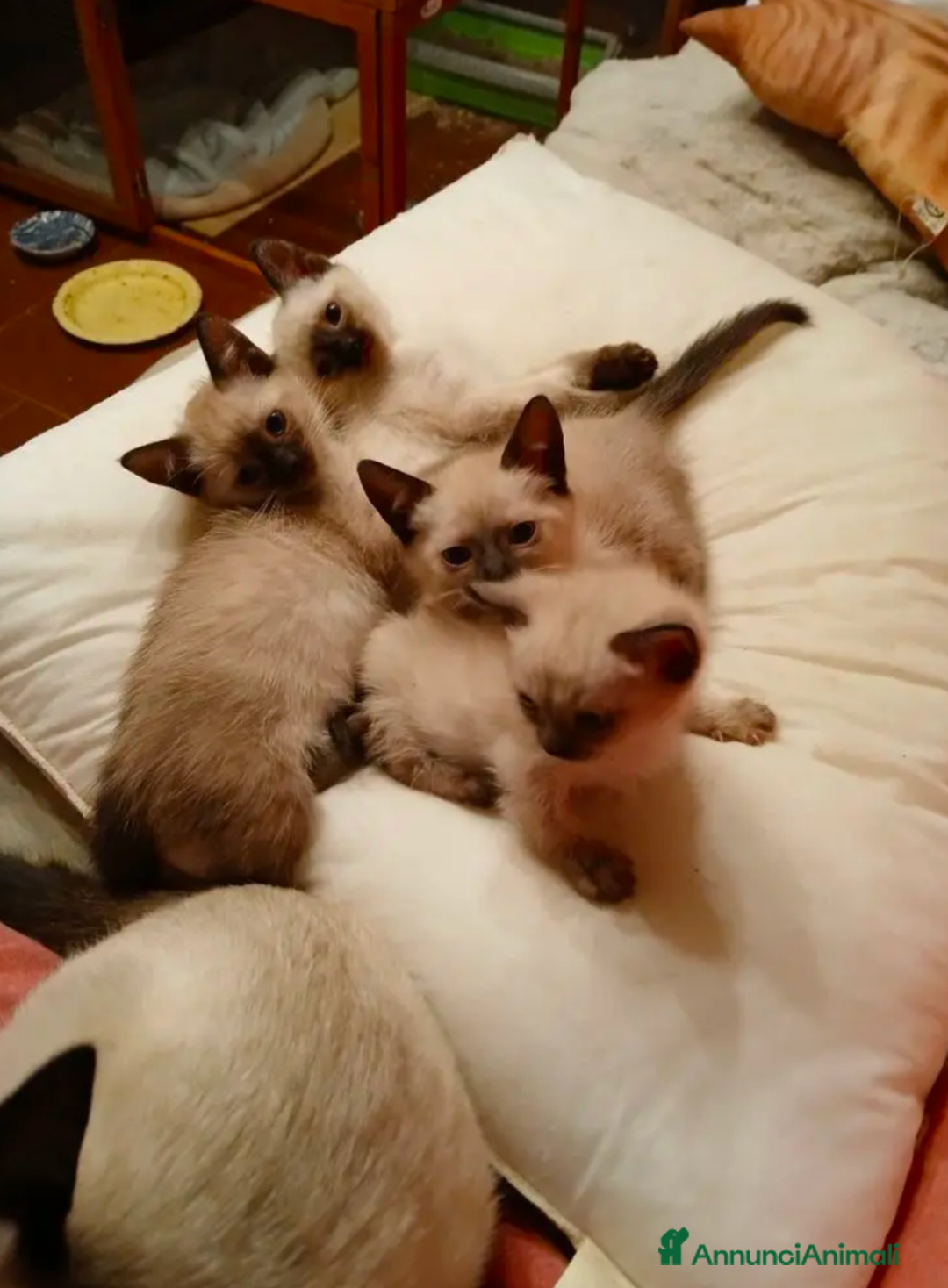Siamese gatti in regalo: Adozione mashio e femmina gattini siamese - Annuncio 3