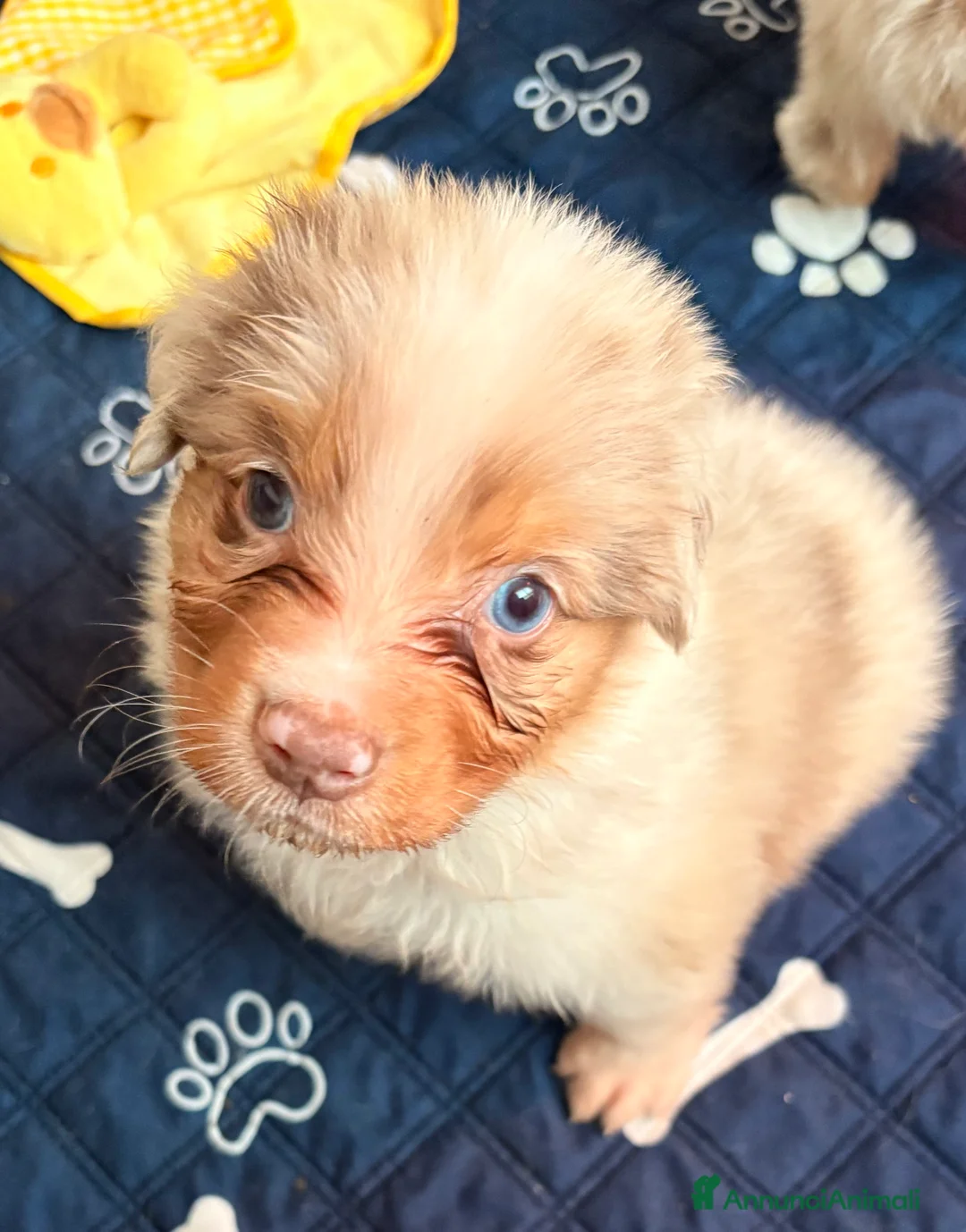 Australian Shepherd cani in vendita: Aussie - Annuncio 8