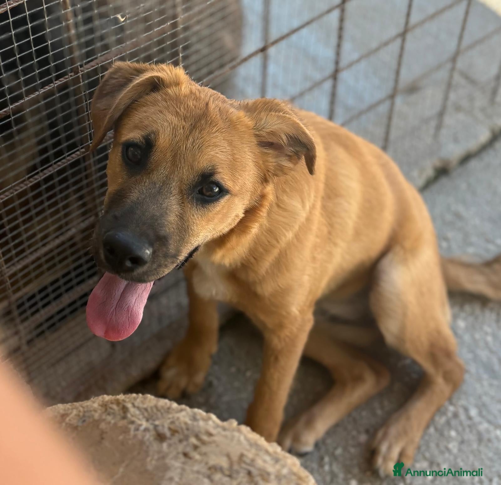 Meticcio cani Sissi dolcissima cucciola simil lupetta malinois  - Annuncio 2