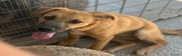 Meticcio cani in regalo: Sissi dolcissima cucciola simil lupetta malinois  - Annuncio 1