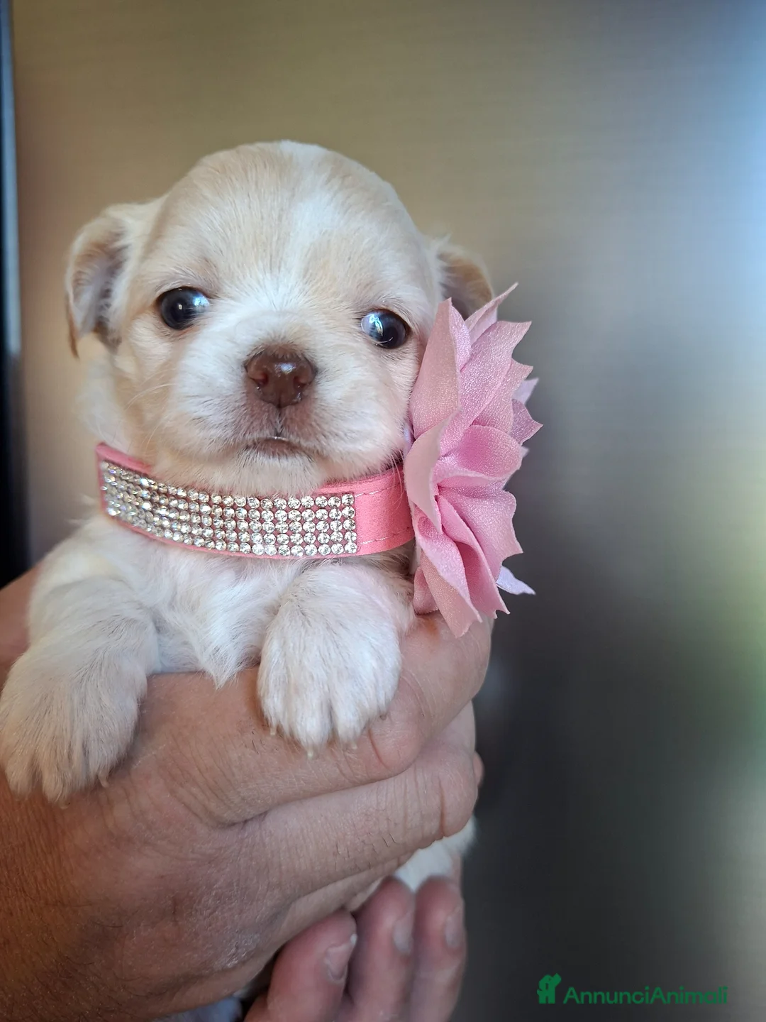 Chihuahua cani in vendita: Femmine chihuahua  - Annuncio 1