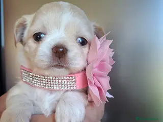 Chihuahua cani Femmine chihuahua - Annuncio 4