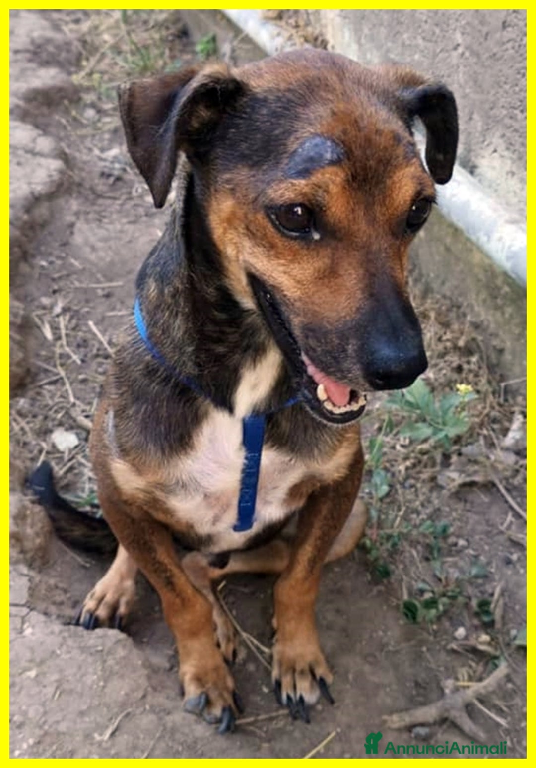 Meticcio cani in regalo: NOCINO 11anni buono con tutti! Adoz.d'amore! - Annuncio 2