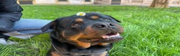 Rottweiler cani per accoppiamento: Splendido Stallone Rottweiler 4 anni a Città metropolitana di Milano - Annuncio 6