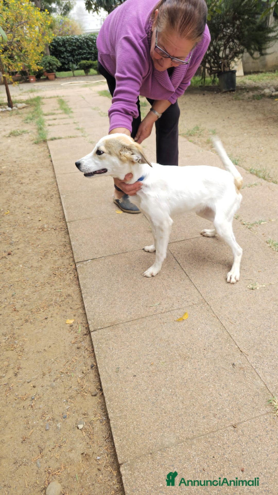 Altre razze cani in regalo: maria beatrice vito - Annuncio 4
