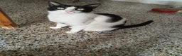 Europeo gatti in regalo: Micha e Rainbow hanno bisogno di una nuova casa! - Annuncio 16