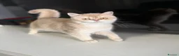 British gatti in vendita: British femmina  - Annuncio 1