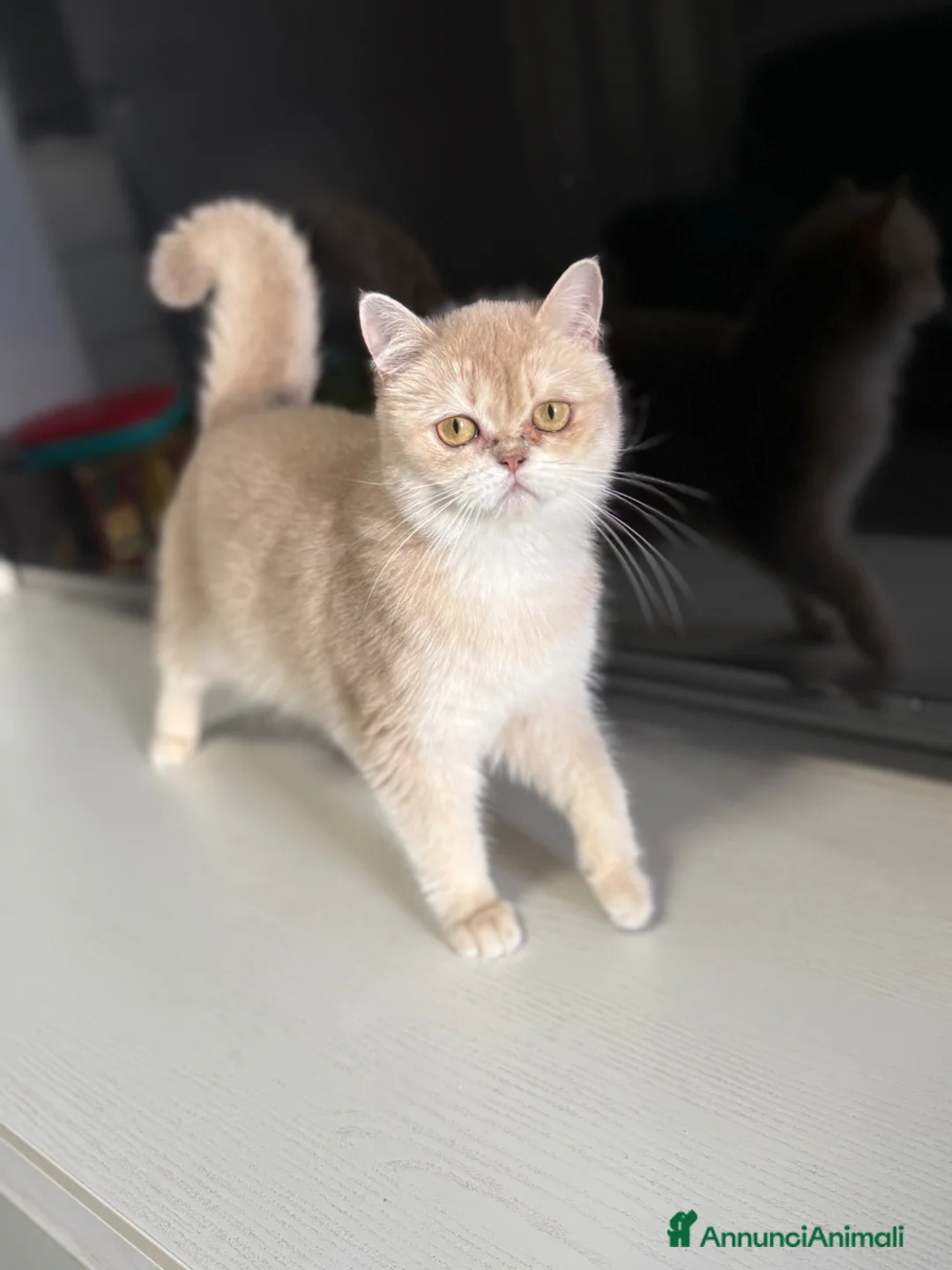 British gatti in vendita: British femmina  - Annuncio 1