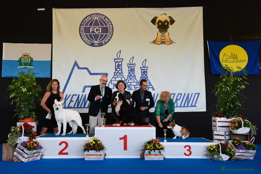 Immagine della galleria {{count}}