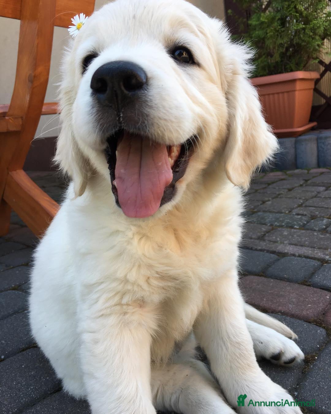 Golden Retriever cani in vendita: Cuccioli di Golden Retriever - Annuncio 5