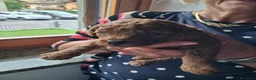 Barboncino cani in vendita: Barboncino nano color albicocca/fulvo  a Provincia di Bergamo - Annuncio 5