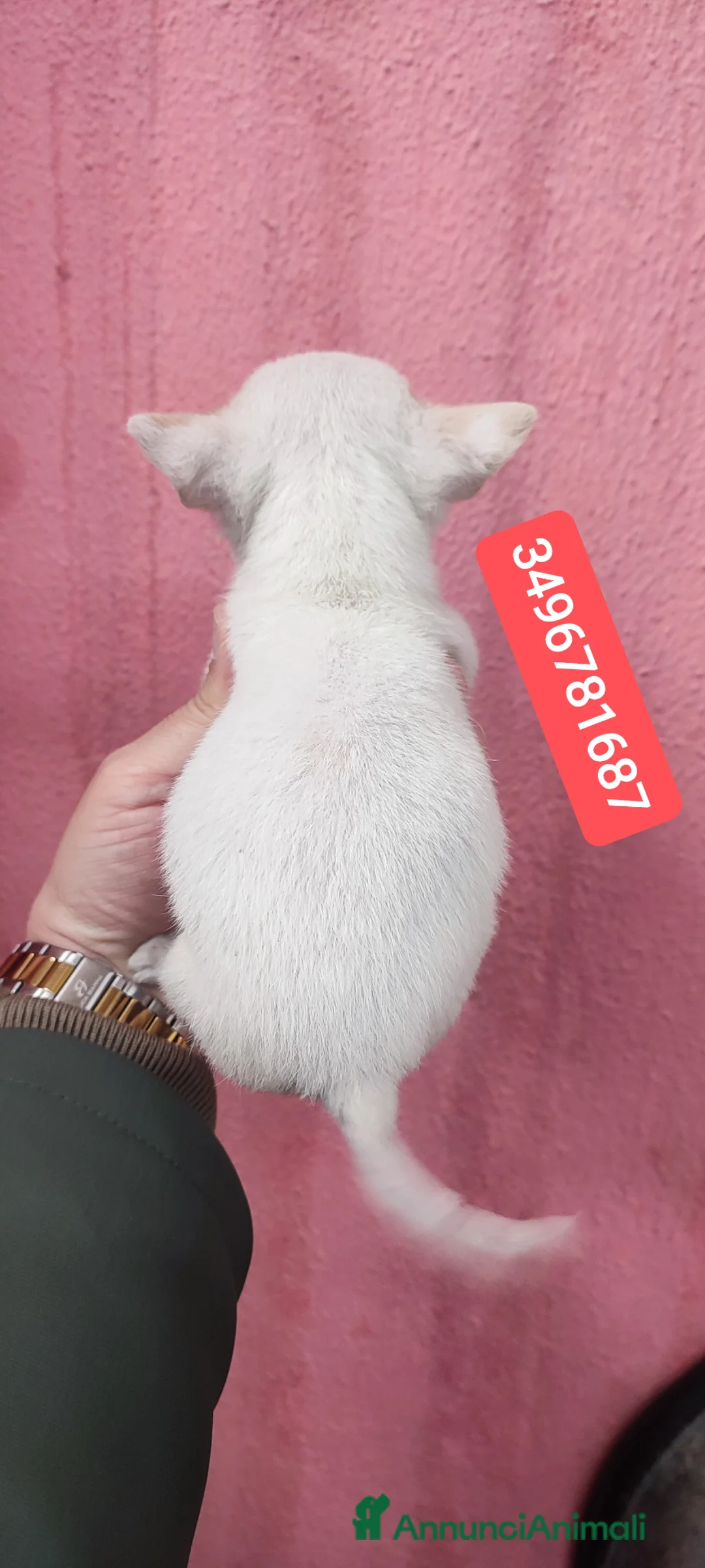 Chihuahua cani in vendita: CHIHUAHUA stupenda cucciolina - Annuncio 3