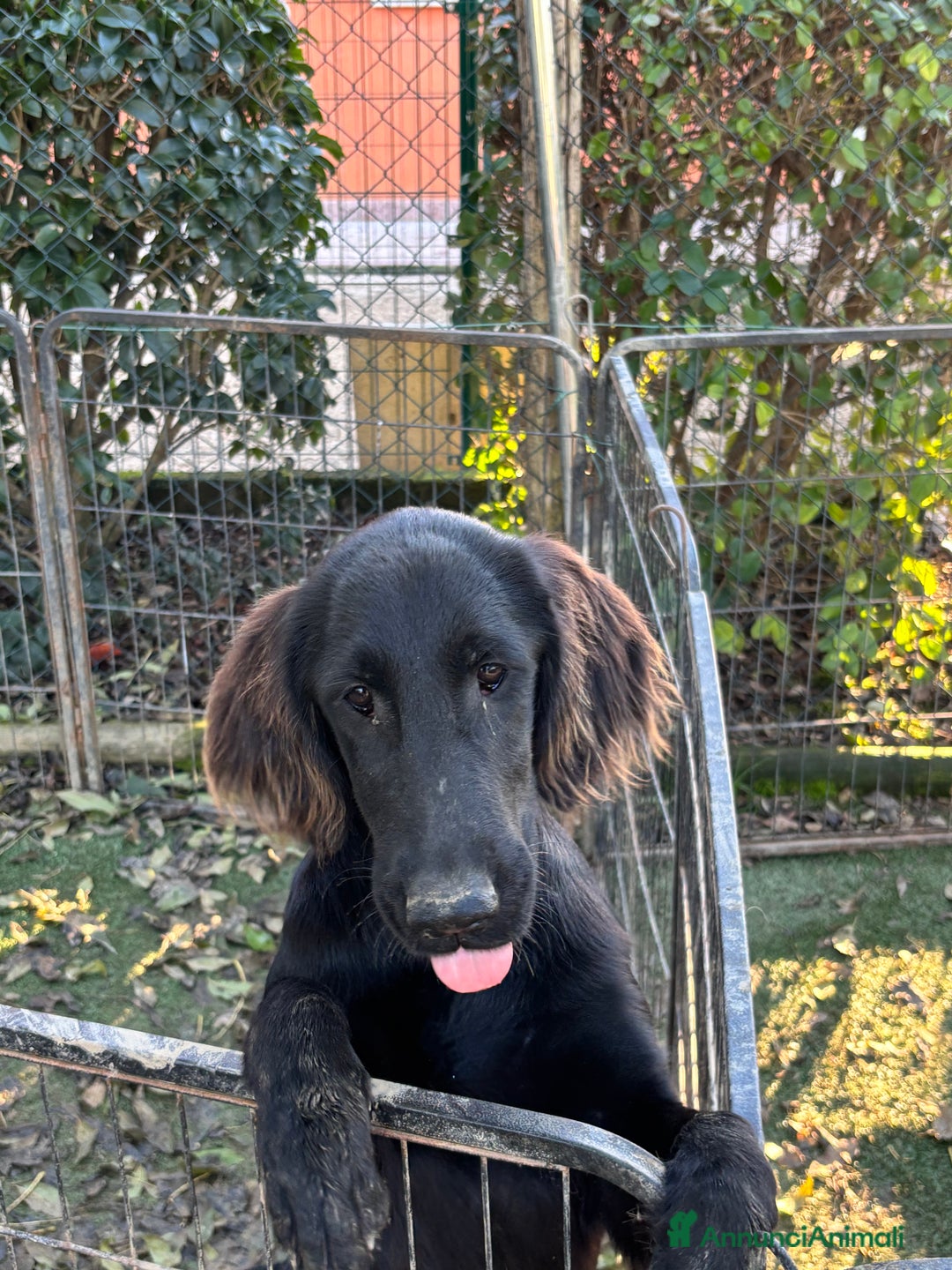Flat Coated cani in vendita: Flat Coated Retriever - Annuncio 5