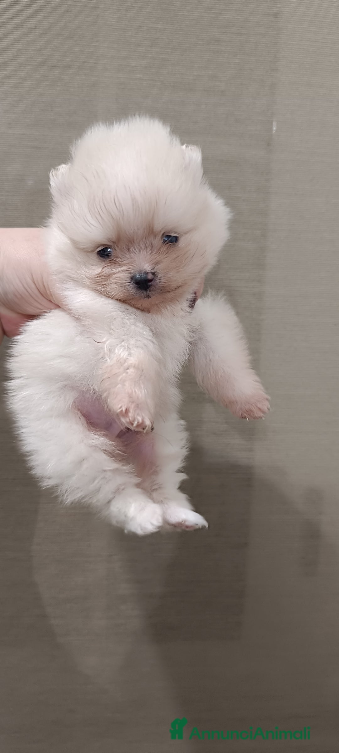 Volpino Pomerania cani in vendita: Cuccioli di Pomerania con pedigree ENCI  - Annuncio 4