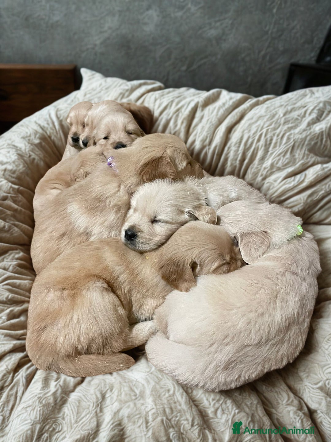 Golden Retriever cani in vendita: GOLDEN RETRIEVER-GENITORI CERTIFICATI SELEZIONATI  - Annuncio 5