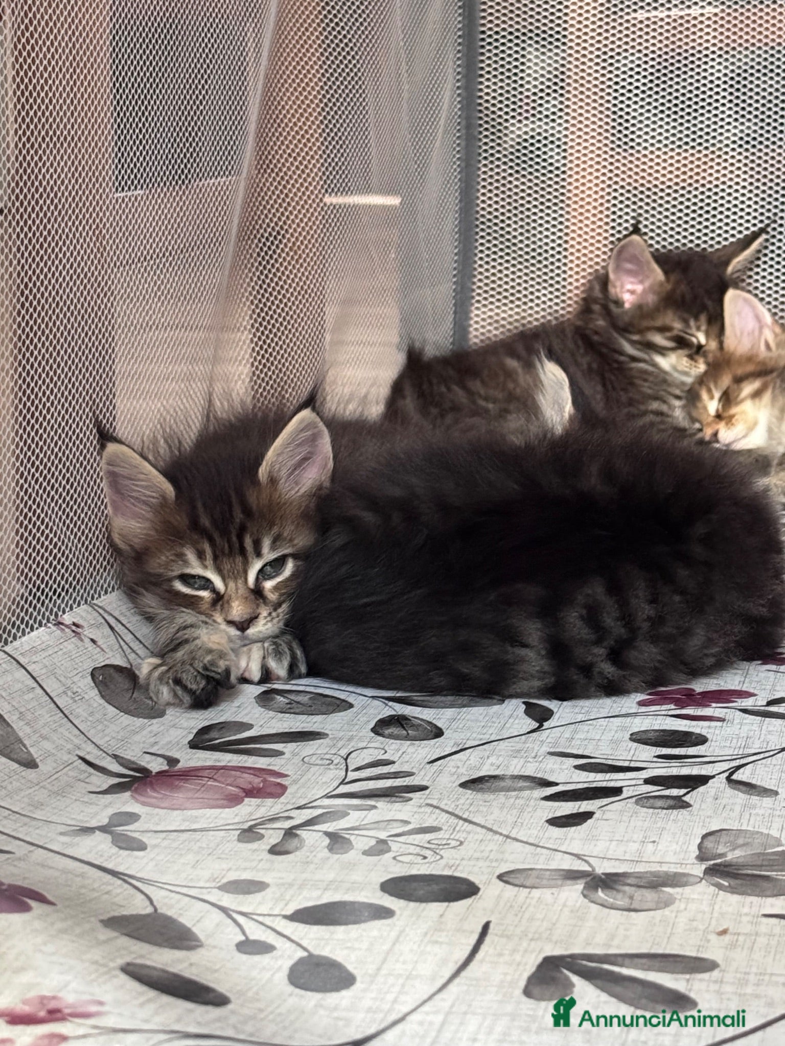 Maine Coon gatti Cuccioli Maine Coon - Annuncio 6