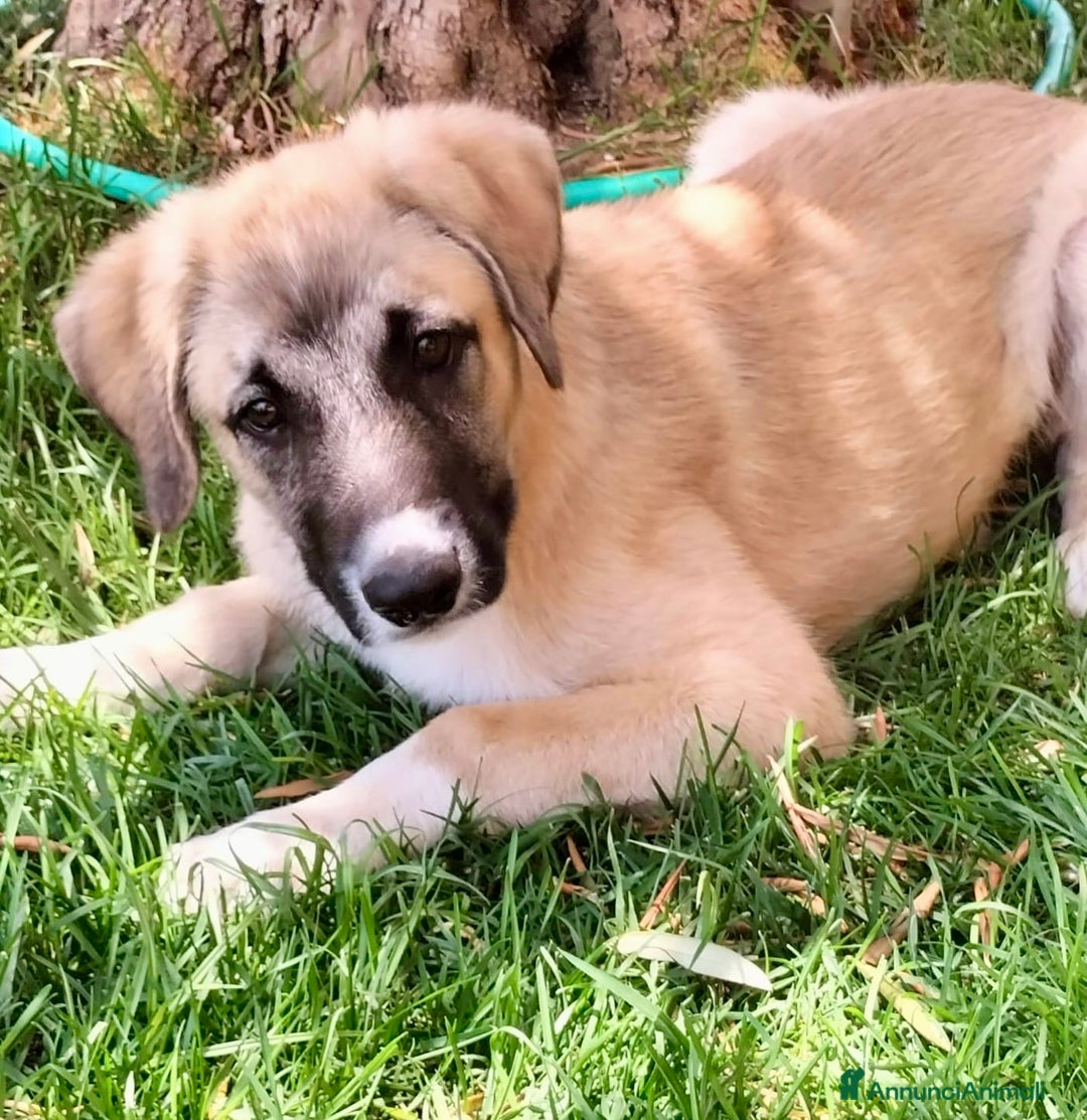 Pastore dell’Anatolia cani in regalo: Adozione splendido cucciolo 3 mesi taglia grande a Città Metropolitana di Torino - Immagine 5