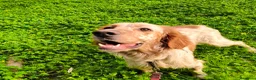 Setter Inglese cani in regalo: Bijou cerca casa 🏡 - Annuncio 8