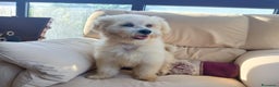 Maltese cani in regalo: Flex, un meraviglioso maltesino - Annuncio 5