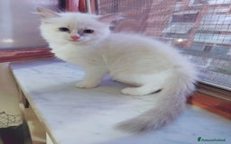 Ragdoll gatti in vendita: Cucciola Ragdoll con pedigree  a Città Metropolitana di Torino - Immagine 2