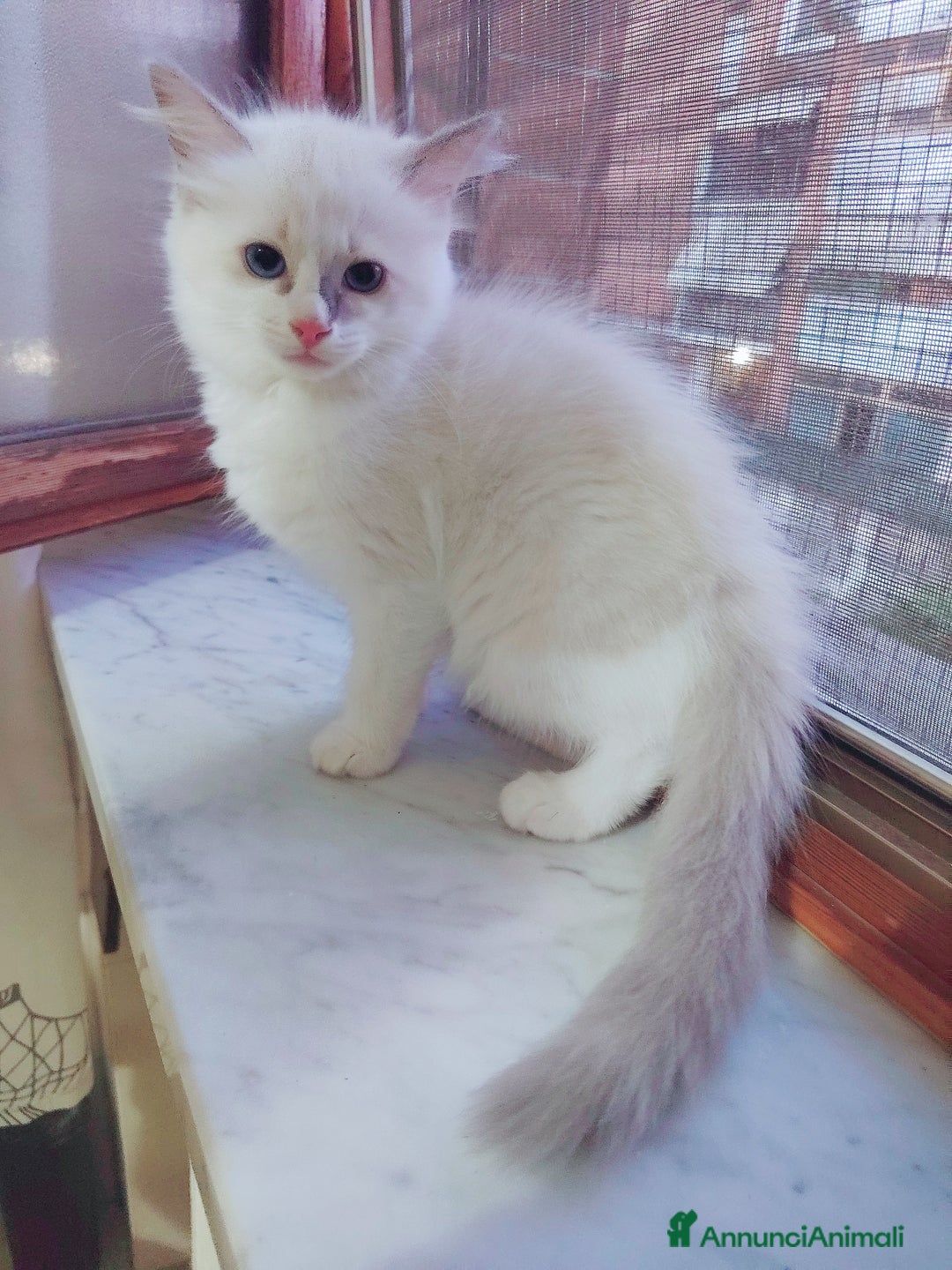 Ragdoll gatti in vendita: Cucciola Ragdoll con pedigree  a Città Metropolitana di Torino - Immagine 2