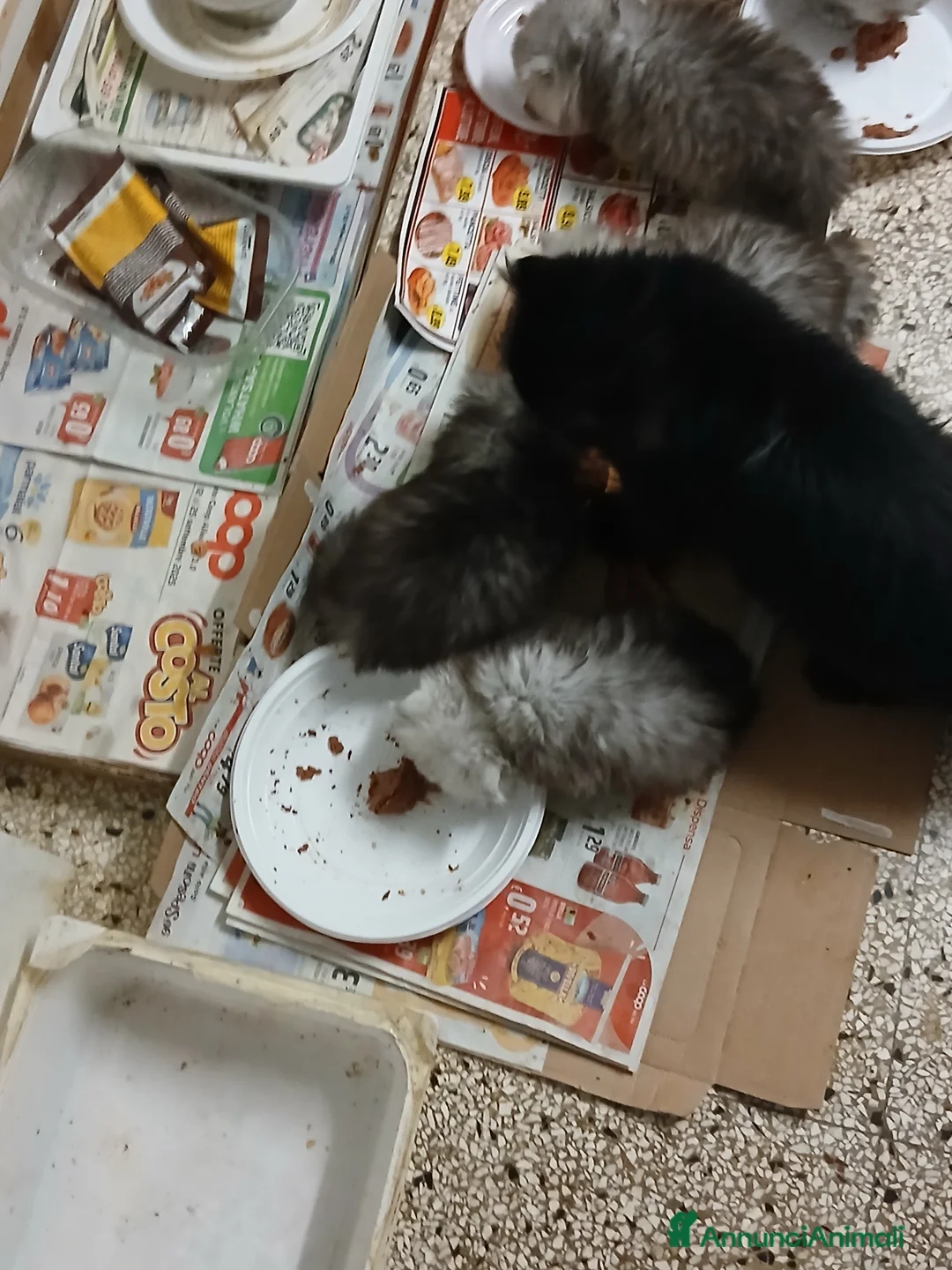 Persiano gatti in vendita: Gattini  - Annuncio 1