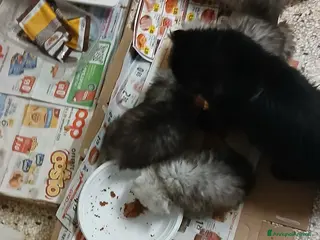Persiano gatti Gattini - Annuncio 1