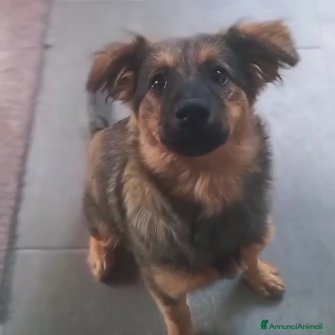 Meticcio cani in regalo: SOPHIE, bellissima cucciola senza famiglia! - Annuncio 3