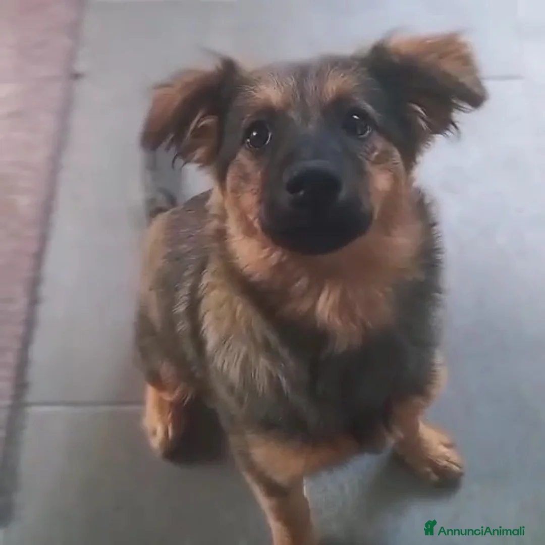 Meticcio cani in regalo: SOPHIE, bellissima cucciola senza famiglia! - Annuncio 3