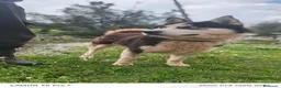 Meticcio cani in regalo: Simba, uno splendido simil Malamute - Annuncio 10
