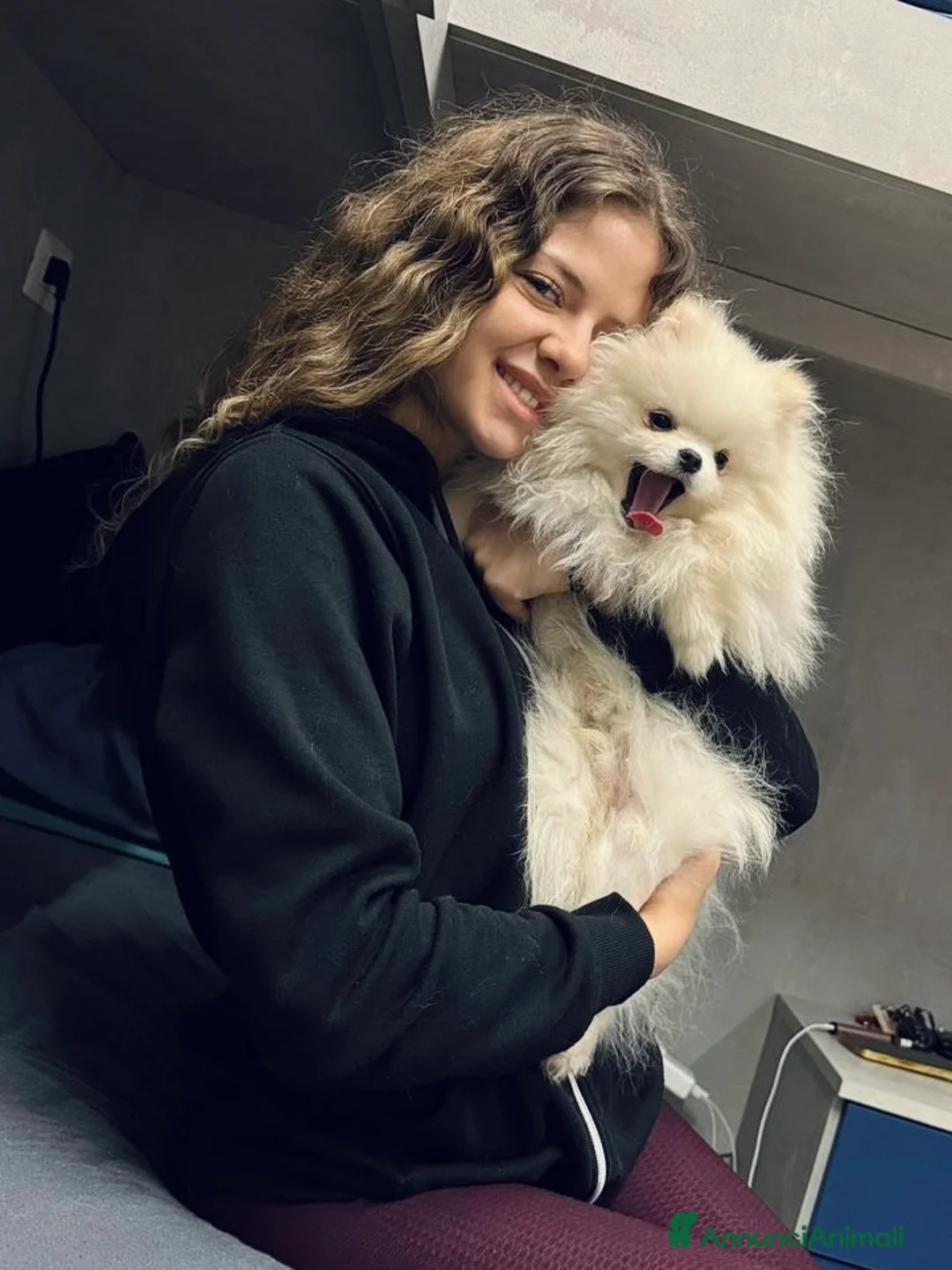 Spitz cani per accoppiamento: Spitz tedesco nano per monta , pedigree enci - Annuncio 6