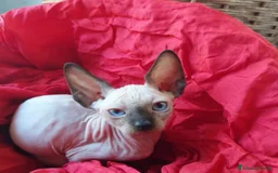 Sphynx gatti in vendita: Allevamento con affisso a Città metropolitana di Milano - Immagine 2