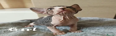 Sphynx Gattino 4
