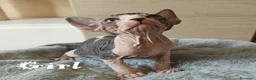 Sphynx gatti in vendita: Cuccioli Sphynx - Annuncio 7