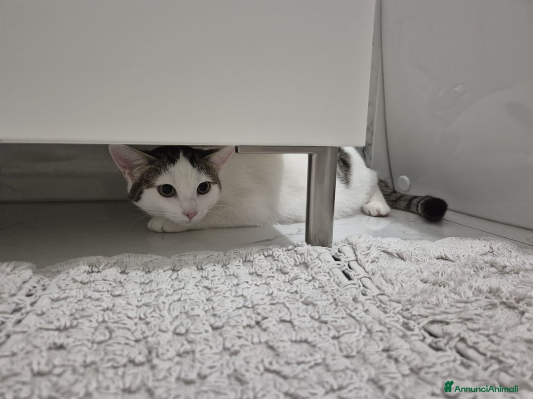 Europeo gatti in regalo: Gattini in regalo! - Annuncio 3