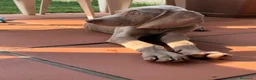 Weimaraner cani in vendita: Cuccioli Weimaraner  - Annuncio 5