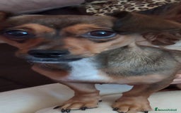 Altre razze cani in regalo: Regalo cane femmina di piccola taglia - Immagine 1