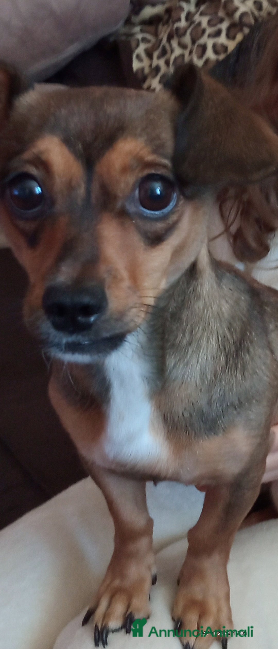 Altre razze cani in regalo: Regalo cane femmina di piccola taglia - Immagine 1