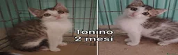 Altre razze gatti in regalo: GATTINI BISOGNOSI D'ADOZIONE  a Città Metropolitana di Bologna - Annuncio 6