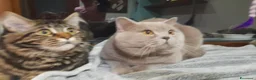 Scottish gatti in vendita: ALLEVAMENTO - Annuncio 6