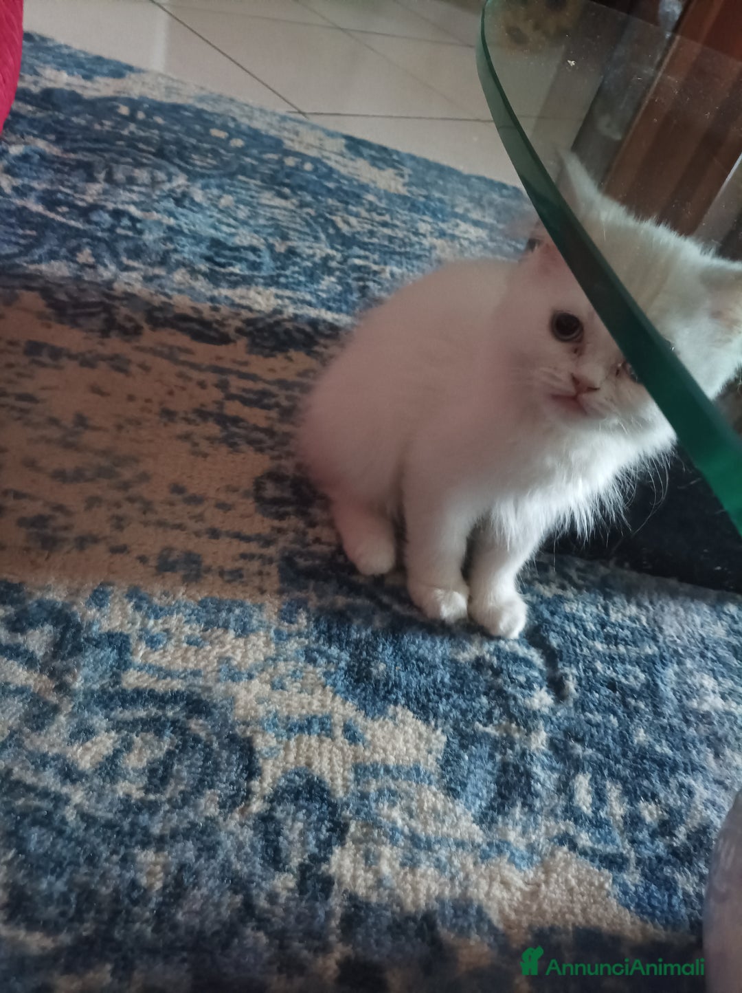 Persiano gatti in vendita: Gatto y a Provincia di Macerata - Immagine 5