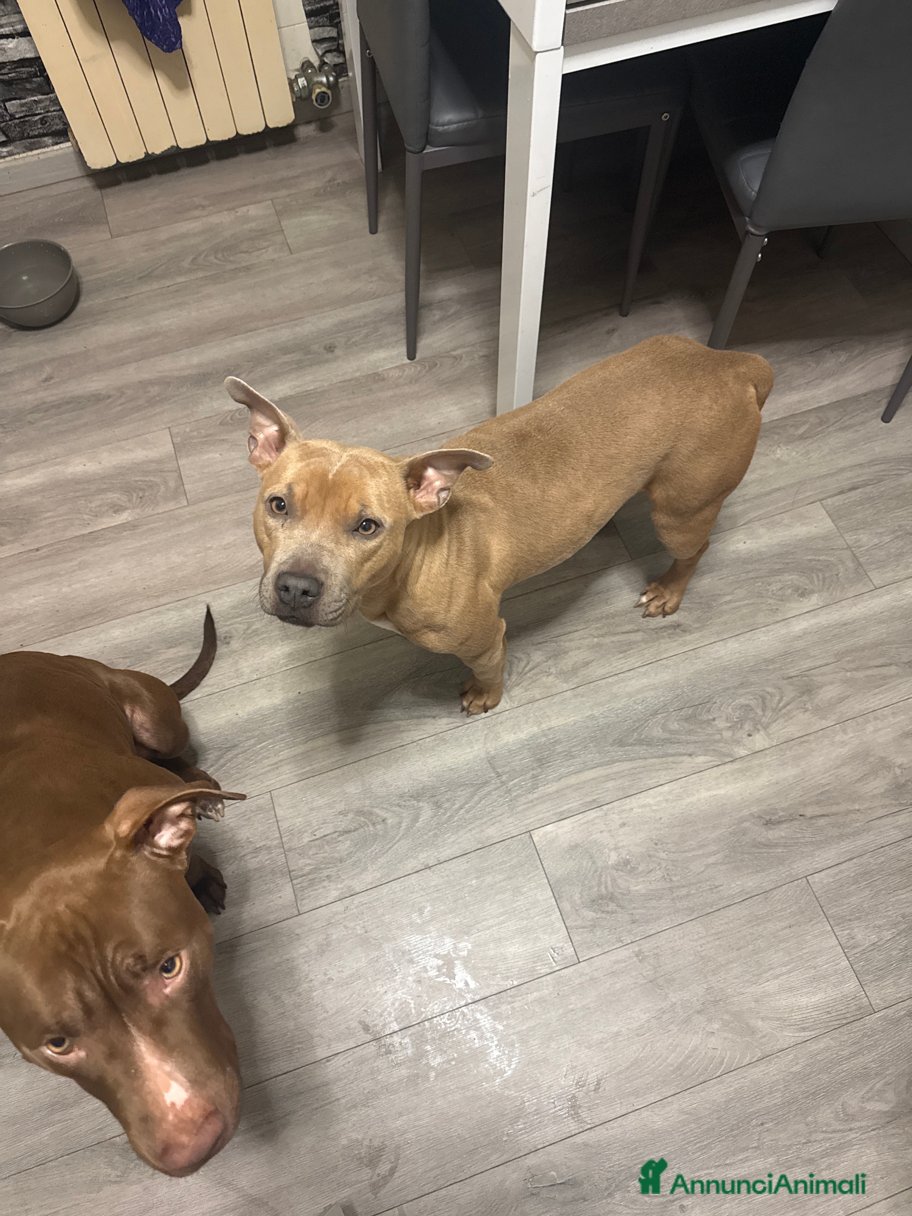 Pitbull cani Pitbull di alta genealogia con pedigree - Annuncio 1