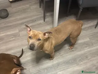 Pitbull cani Pitbull di alta genealogia con pedigree - Annuncio 1