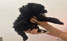 Barboncino cani in vendita: Barboncino Nano Femmina in cerca di amore - Immagine 4