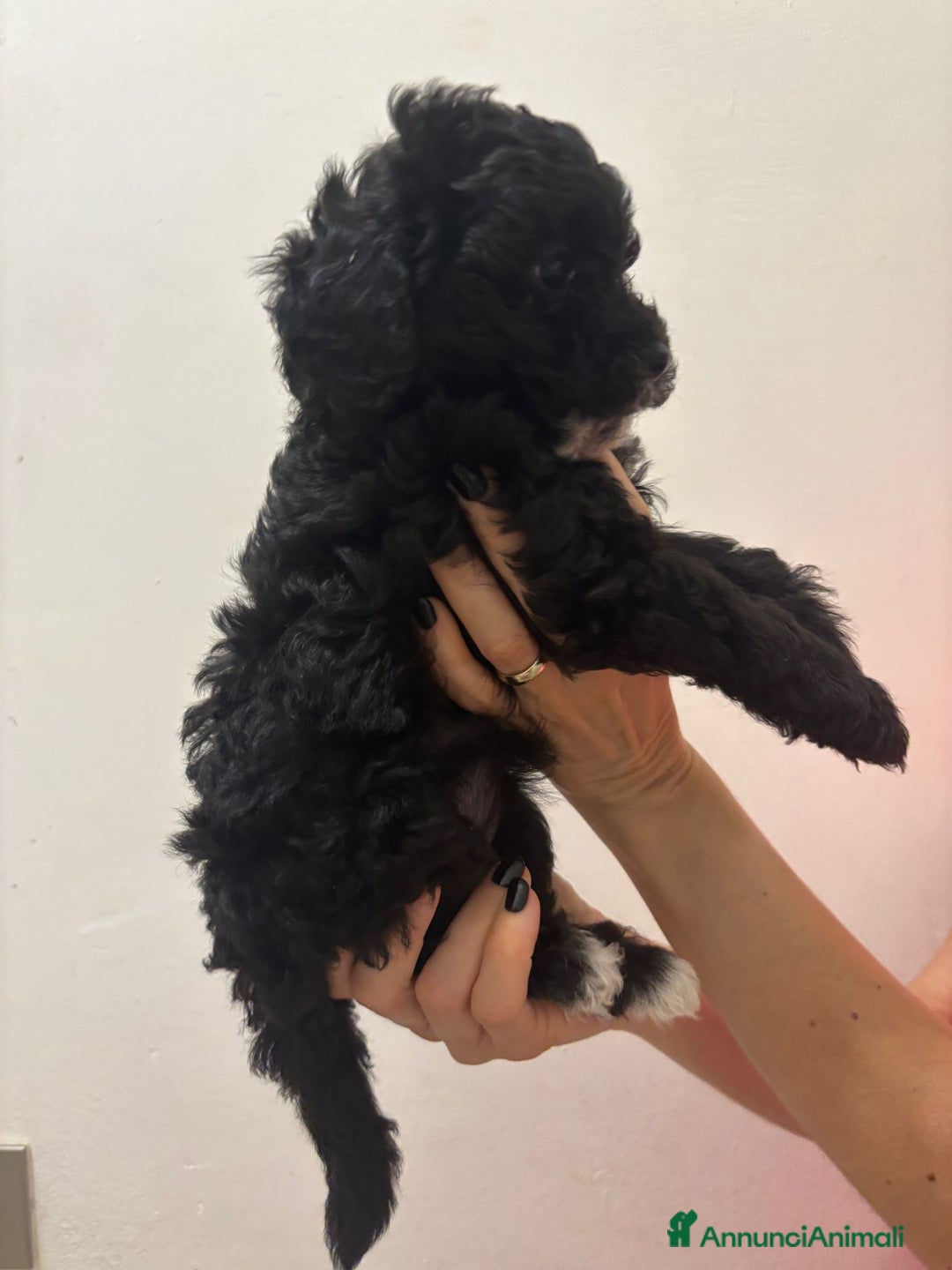 Barboncino cani in vendita: Barboncino Nano Femmina in cerca di amore - Immagine 4