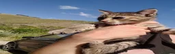 Meticcio gatti in regalo: Piccola tigratina, circa 2 mesi  - Annuncio 7