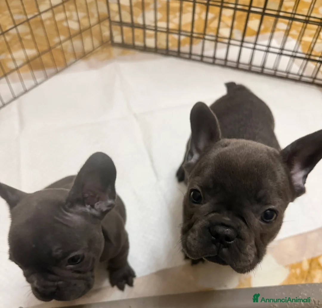 Bulldog Francese cani in vendita: Vendo Bulldog francese  - Annuncio 6