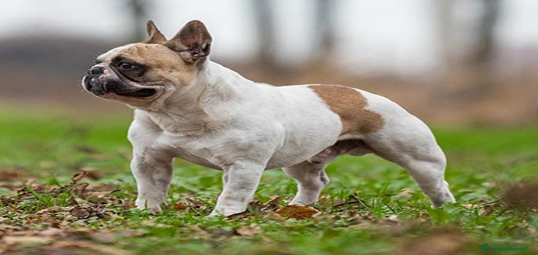 Immagine della galleria {{count}}