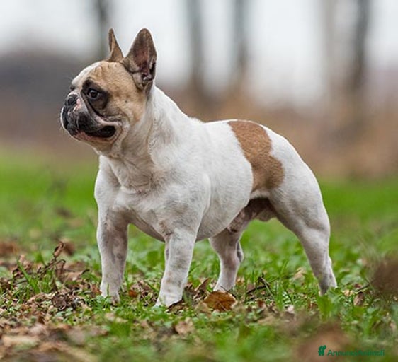 Immagine della galleria {{count}}