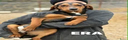 Meticcio cani in regalo: ERA, cucciolona tanto coccolona! Cerca famiglia - Annuncio 6